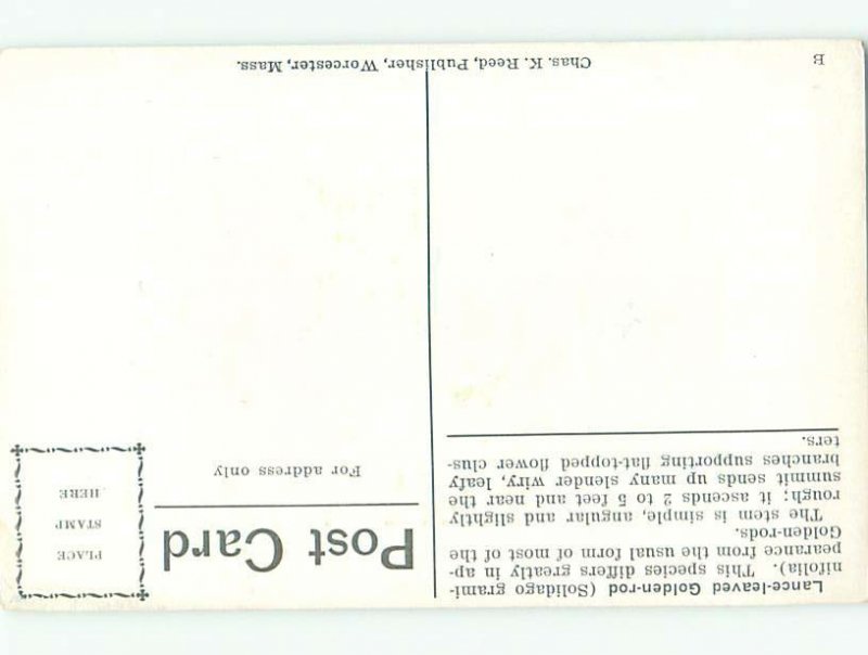 c1910 Beautiful Large signed LANCE LEAVED GOLDENROD FLOWERS AC4896