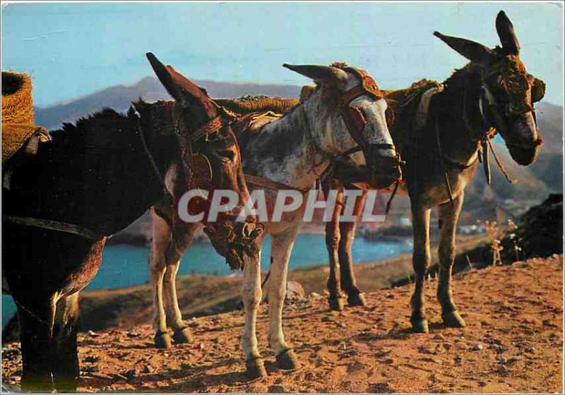 Postcard Modern typical Spanish Donkey Mule Print