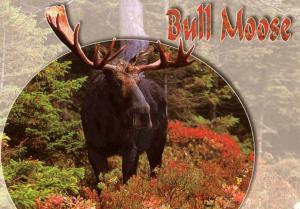 Bull Moose in Maine
