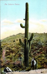 American Southwest Plantlife Suhuara Cactus Desert Landscape DB WOB Postcard