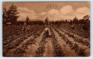 HOOD RIVER, OR Oregon ~  STRAWBERRY PICKING on the FARM c1910s Postcard