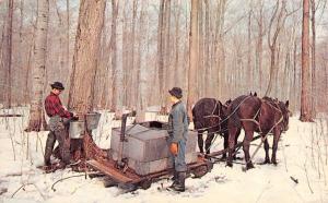 OH, Ohio    GATHERING SAP~Geauga County   MEN~HORSES~SLED  1966 Chrome Postcard