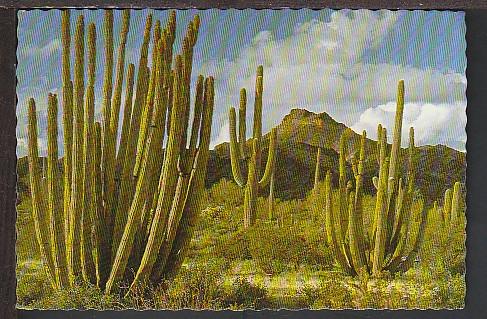 Organ Pipe Cactus AZ Postcard BIN E542