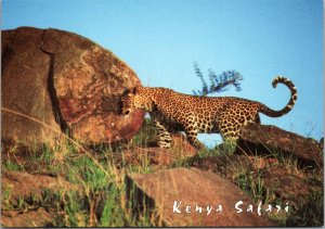 Kenya Safari Postcard PC514
