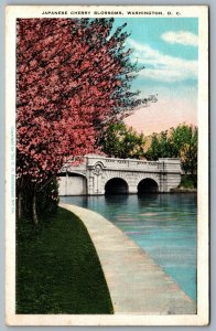 Postcard Washington DC c1920s Japanese Cherry Blossoms Potomac Park