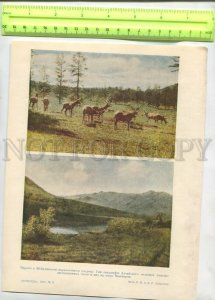 476360 USSR Altai deer in Shebalinsky state farm landscapes Vintage illustration