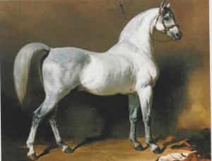 Grey Arabian Stallion Postcard Horse Beautiful Alfred de Dreux