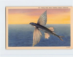 Postcard - Flying Fish, Santa Catalina Island - California