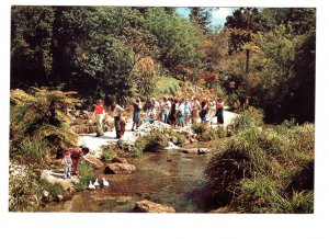 Feeding Trout and Ducks, Fairy Springs, Rotorua, New Zealand,