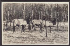 Elk Postcard
