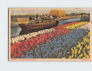 Postcard Hyacinten, Groeten uit de Bloembollenvelden, Netherlands