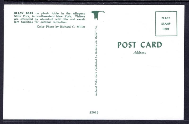 Black Bear on Picnic Table