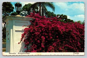 Bright & Beautiful Bougainvillaea Growing in Florida 4x6 Postcard 1594