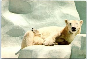 Postcard - Polar Bear and Cub, San Diego Zoo - San Diego, California