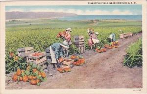 Pineapple Field Near Honlulu Hawaii