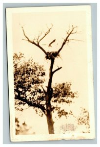 Vintage 1920's RPPC Postcard Eagle Landing in Nest in a Tall Tree - Nice
