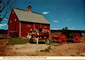 Canada Nova Scotia New Ross Prize Yoke Of Oxen At Ross Farm