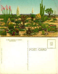 A Few Varieties of Desert Vegatation (10484)