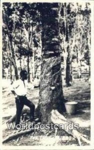 Real Photo Tree Rubber Malaya, Malaysia Unused 