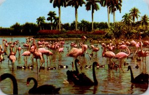 Florida Miami Hialeah Race Course Flamingos and Swans On The Infield Lake