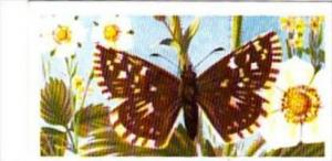 Brooke Bond Tea British Butterflies No 50 Grizzled Skipper