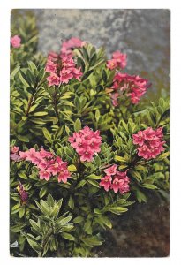 Alpenflora Rhododendron Germany Nenke Ostermaier Serie 523 Nr 949 Postcard