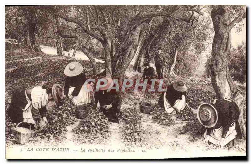 Old Postcard The Cote d & # 39Azur Picking Violets