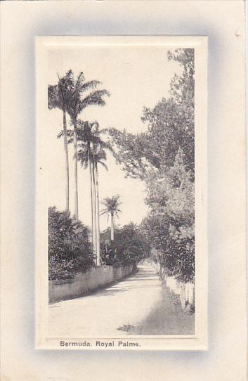 Bermuda Street Scene With Royal Palms