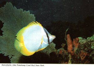 Butterfly Fish,John Pennekamp Coral Reef State Park,FL