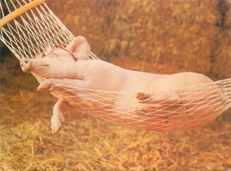 Hammock sleeping beauty pig by David Lowe postcard