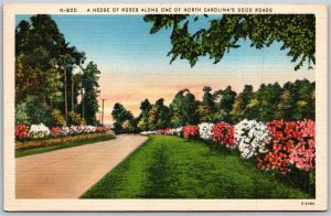 Vtg Hedge of Roses Along One North Carolina's NC Good Roads 1940s View Postcard