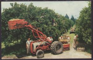 Citrus Harvest in Florida