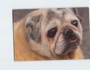 Postcard North Shore Animal League Port Washington New York USA