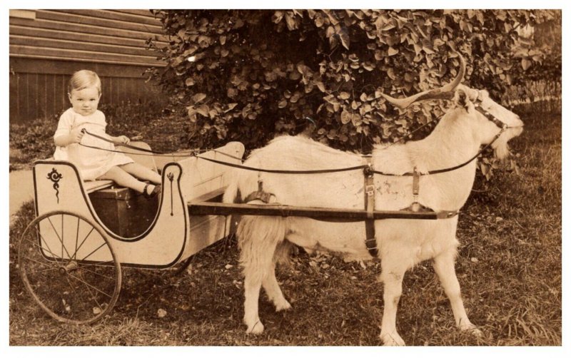 Toddler Girl in wagon pulled by Goat RPC