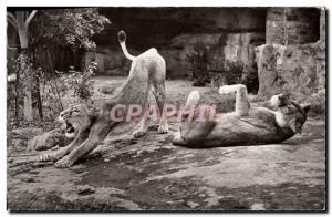 Postcard Old Couple Felin lions playing in the sun