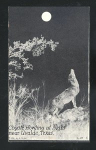 UVALDE TEXA COYOTE HOWLING AT NIGHT FULL MOON VINTAGE POSTCARD