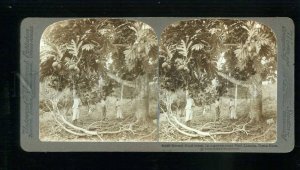 229195 Costa Rica Port Limon Bread-fruit OLD STEREO PHOTO