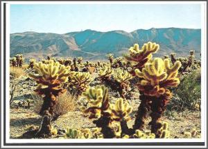 Arizona - Teddy Bear Cholla Cactus - [AZ-084X]