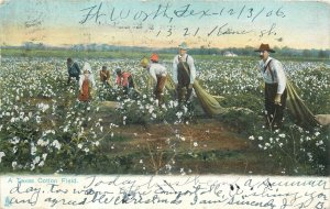 1906 Texas Cotton Field occupation agriculture Tuck undivided Postcard 25-251