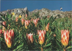 South Africa Postcard - Flowers of Table Mountain, Cape Town   RR10610