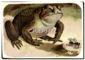 Image Toad Amphibian TerrestreFrog