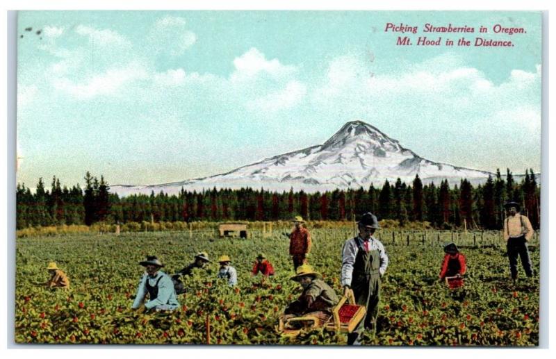 Early 1900s Picking Strawberries in Oregon (Mt. Hood in the Distance) Postcard