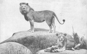 Chicago IL Natural History Museum Lion Exhibit Chrome Postcard