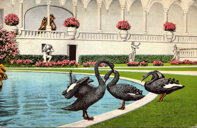 Florida Sarasota Ringling Art Museum Black Swans