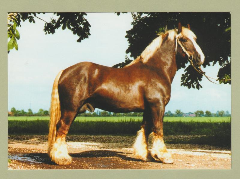 Schleswiger Kalthlut Hengst Big Draft Horse Zollner Post Card