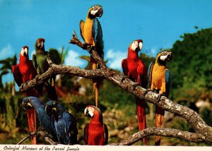 Macaws,Parrot JungleMiami,FL BIN