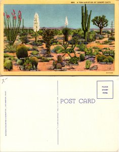 A Few Varieties of Desert Cacti (11155)