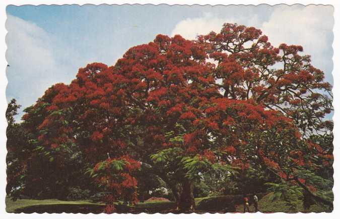 Royal Poinciana Colorful Tree in Bermuda