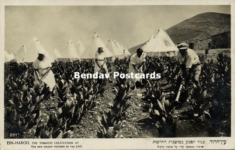 israel, EIN-HAROD, Tobacco Cultivation at the Kibbutz (1920s) RPPC, Judaica