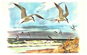 Tern's and Skimmers  by Gene Klebe